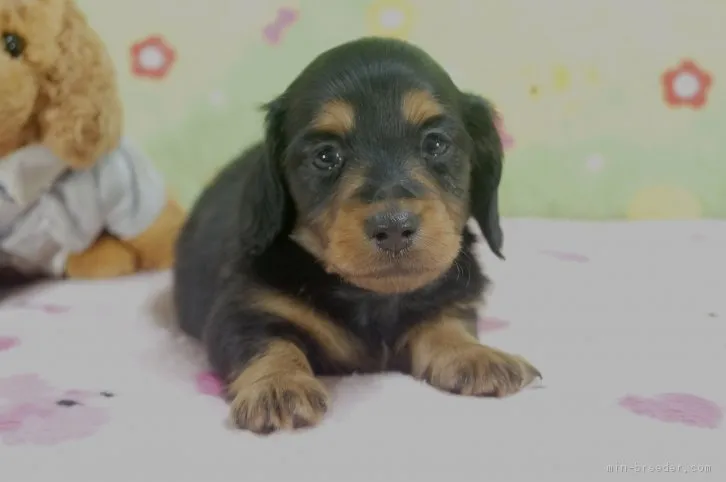 ID:1604-01234の子犬