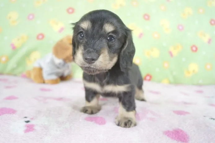 ID:1503-01034の子犬