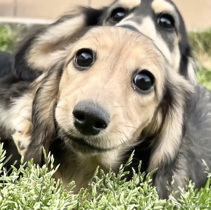 ID:2402-01697の子犬