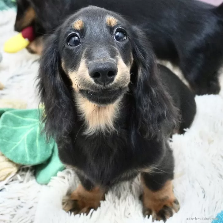 ID:2407-01269の子犬