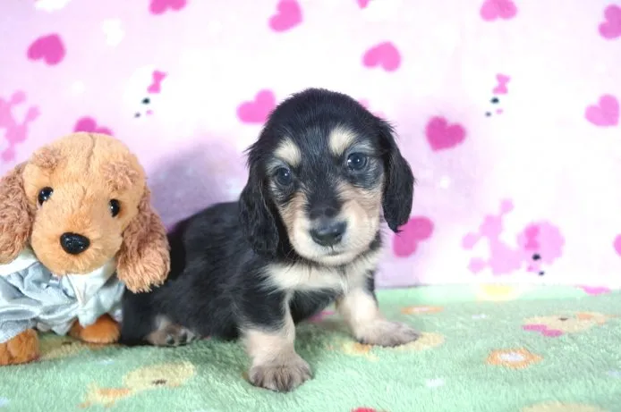 ID:1505-01019の子犬