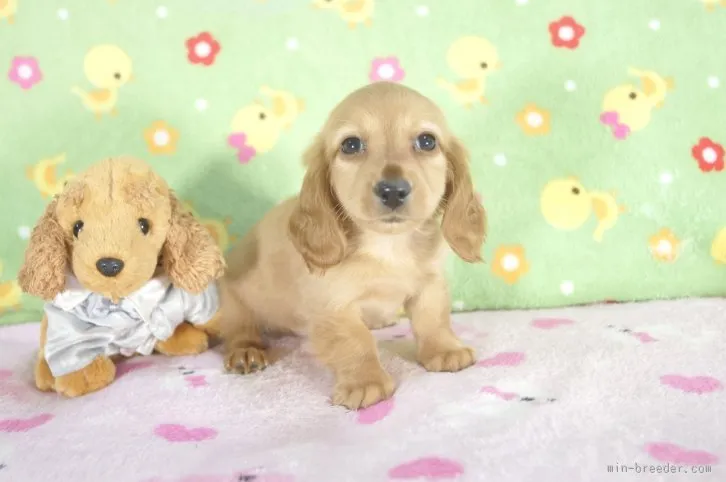ID:1601-00045の子犬