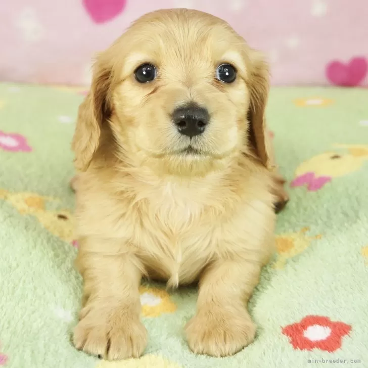 なおなお 様のお迎えした子犬