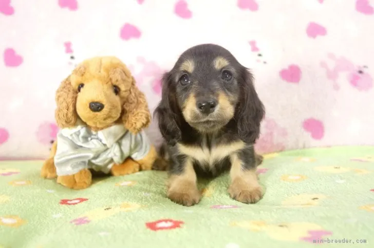 ゆき 様のお迎えした子犬