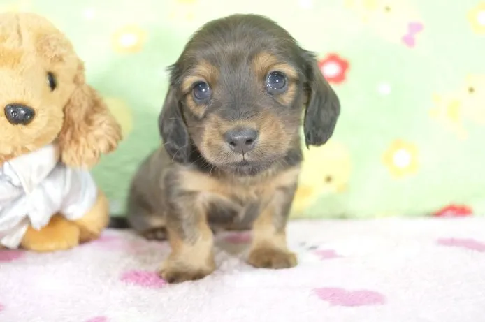 ID:1504-00012の子犬