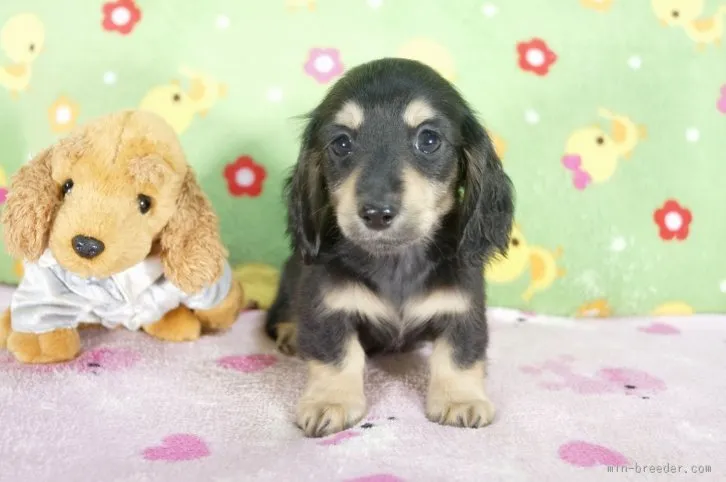 ID:1512-01567の子犬