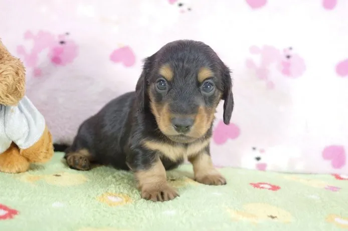 ID:1505-00889の子犬