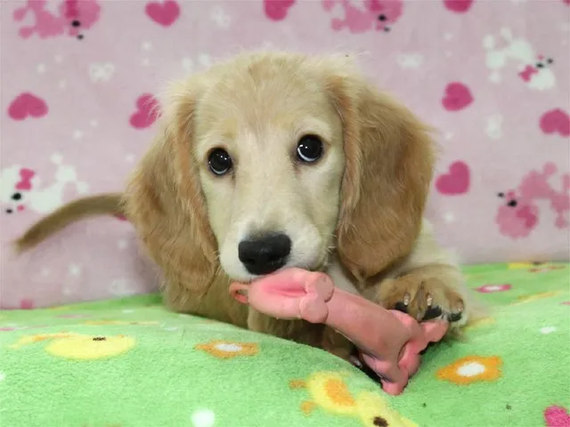 岡本 様のお迎えした子犬
