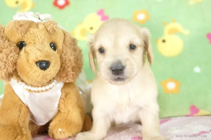 杏 様のお迎えした子犬
