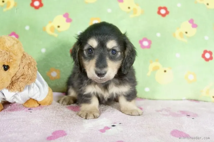 ID:1512-00692の子犬