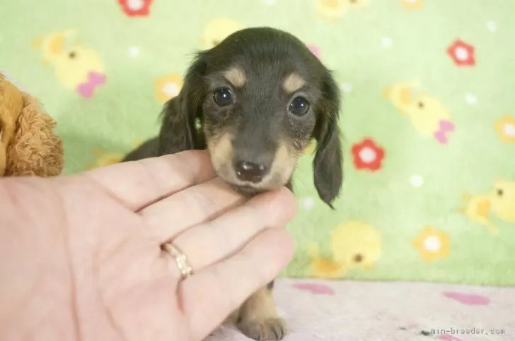 ID:1702-00155の子犬