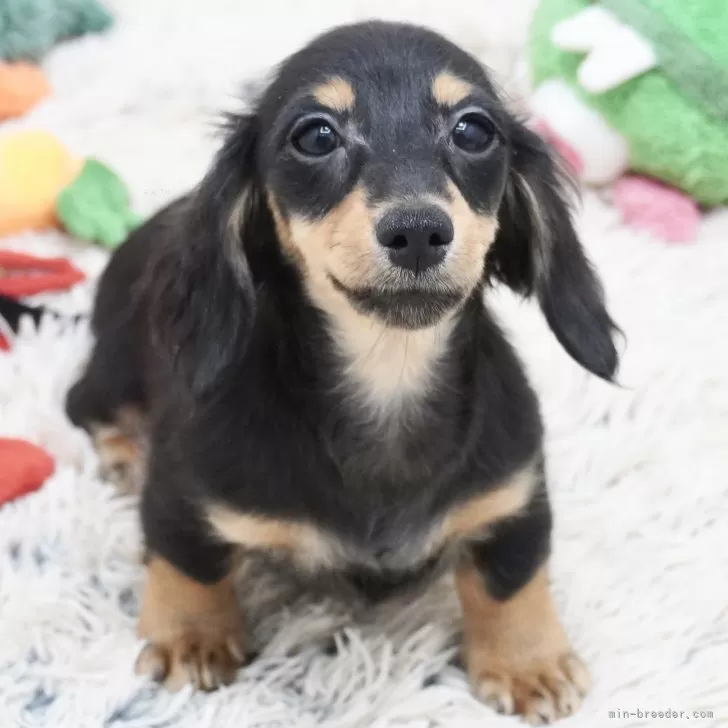 ID:2407-06844の子犬