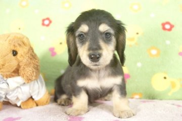 ミニチュアダックスフンド(ロング)【兵庫県・男の子・2016年12月8日・ブラッククリーム】の写真「綺麗なブラッククリーム」