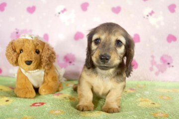 ミニチュアダックスフンド(ロング)【兵庫県・女の子・2016年11月27日・レッド】の写真「パパはJKCチャンピオン!!ママも現役ショードッグ」