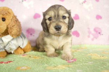 ミニチュアダックスフンド(ロング)【兵庫県・男の子・2016年12月10日・シェイデッドクリーム】の写真「パパはJKCチャンピオン!!」