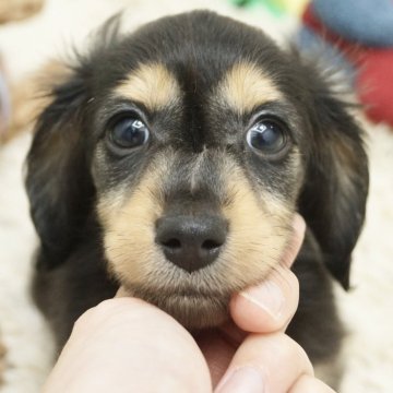 カニンヘンダックスフンド(ロング)【兵庫県・男の子・2024年4月4日・ブラックタン】の写真「ダックスフンド専門犬舎！母INTチャンピオン直子！」