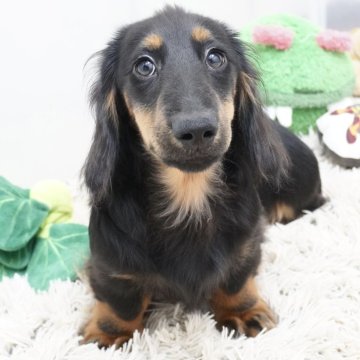 ミニチュアダックスフンド(ロング)【兵庫県・男の子・2024年5月30日・ブラックタン】の写真「父犬オーストリアチャンピオン直子！」