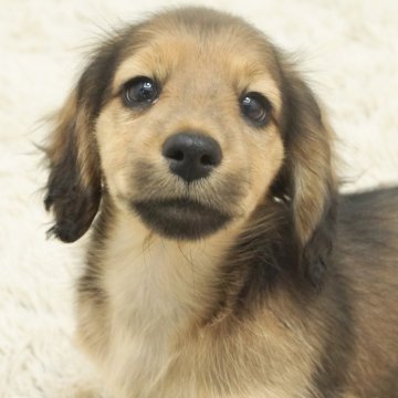 カニンヘンダックスフンド(ロング)【兵庫県・男の子・2024年1月18日・レッド】の写真「ダックスフンド専門犬舎！父チャンピオン直子！」