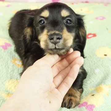 ミニチュアダックスフンド(ロング)【兵庫県・男の子・2024年1月11日・ブラックタン】の写真「ダックスフンド専門犬舎！父チャンピオン直子！」