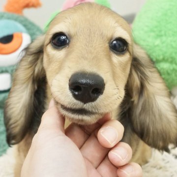 ミニチュアダックスフンド(ロング)【兵庫県・女の子・2024年1月21日・シェイデッドイエロー】の写真「ダックスフンド専門！父犬JKCチャンピオン直子！」