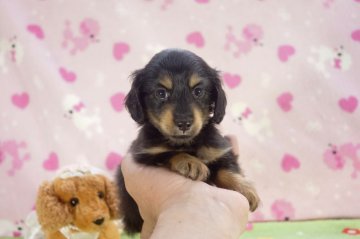 カニンヘンダックスフンド(ロング)【兵庫県・女の子・2016年2月27日・ブラックタン】の写真「良血統の女の子♪」
