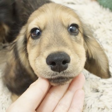 カニンヘンダックスフンド(ロング)【兵庫県・男の子・2024年1月19日・シェイデッドイエロー】の写真「ダックスフンド専門犬舎！父JKCチャンピオン直子！」