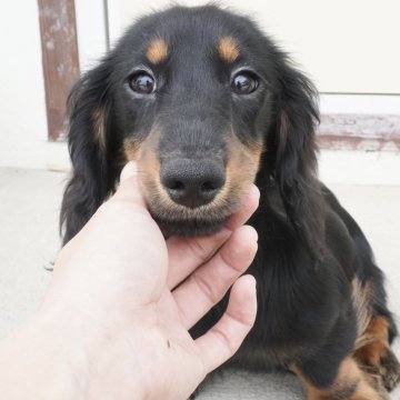 カニンヘンダックスフンド(ロング)【兵庫県・男の子・2024年5月28日・ブラックタン】の写真「ダックス専門犬舎！父JKCチャンピオン直子！」