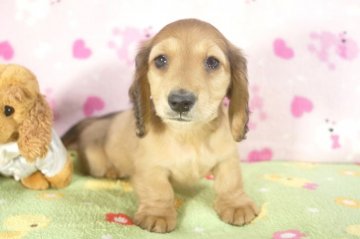 ミニチュアダックスフンド(ロング)【兵庫県・男の子・2016年11月13日・レッド】の写真「父JKCチャンピオン!!!」