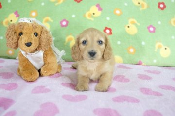 カニンヘンダックスフンド(ロング)【兵庫県・女の子・2015年7月17日・ゴールド】の写真「両親共にJKCチャンピオン!!」