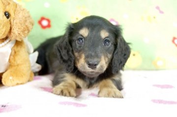 ミニチュアダックスフンド(ロング)【兵庫県・女の子・2016年2月7日・ブラックタン】の写真「ハッキリターンの女の子♪」