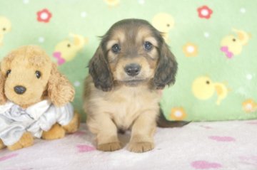 ミニチュアダックスフンド(ロング)【兵庫県・男の子・2015年12月30日・レッド】の写真「母チャンピオン!大人しい男の子♪」