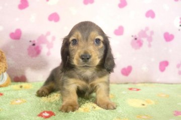 カニンヘンダックスフンド(ロング)【兵庫県・男の子・2016年6月14日・レッド】の写真「ダックスフンド専門犬舎!父CH!!PRAクリア!」