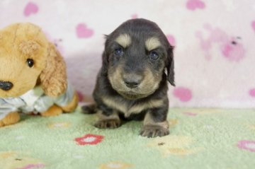 ミニチュアダックスフンド(ロング)【兵庫県・男の子・2015年10月16日・ブラッククリーム】の写真「父チャンピオンPRAクリア!！」