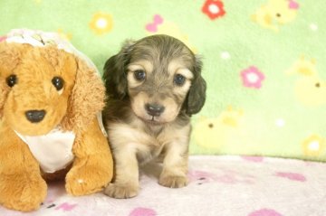 ミニチュアダックスフンド(ロング)【兵庫県・女の子・2016年6月19日・シェイデッドクリーム】の写真「ダックスフンド専門犬舎!父チャンピオン!」