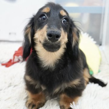 ミニチュアダックスフンド(ロング)【兵庫県・女の子・2024年5月30日・ブラックタン】の写真「父犬オーストリアチャンピオン直子！」