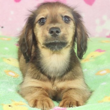 カニンヘンダックスフンド(ロング)【兵庫県・男の子・2024年5月28日・レッド】の写真「ダックス専門犬舎！父JKCチャンピオン直子！」