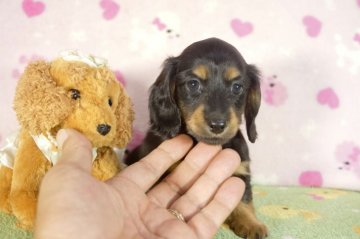 ミニチュアダックスフンド(ロング)【兵庫県・女の子・2017年6月11日・ブラックタン】の写真「小さくて天真爛漫な女の子♪パパはOS受賞犬!」