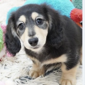 カニンヘンダックスフンド(ロング)【兵庫県・男の子・2024年7月3日・ブラックイエロー】の写真「ダックス専門犬舎！父チャンピオン直子！」