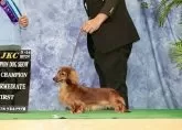 ミニチュアダックスフンド(ロング)【兵庫県・男の子・2024年6月14日・レッド】の写真4「母犬　あーちゃん」