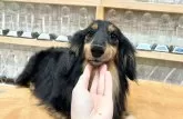 ミニチュアダックスフンド(ロング)【兵庫県・男の子・2024年5月30日・ブラックタン】の写真4「パパ犬　ブラッド」