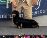カニンヘンダックスフンド(ロング)【兵庫県・男の子・2024年9月1日・レッド】の写真4「パパ犬　コーラ」