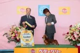 カニンヘンダックスフンド(ロング)【兵庫県・男の子・2015年2月7日・レッド】の写真4「父犬ＪＫＣチャンピオン！ジャイくん」
