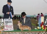 ミニチュアダックスフンド(ロング)【兵庫県・女の子・2015年12月30日・シェイデッドクリーム】の写真4