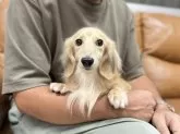 ミニチュアダックスフンド(ロング)【兵庫県・女の子・2024年8月25日・シェイデッドイエロー】の写真7「ママ犬　コロンちゃん」