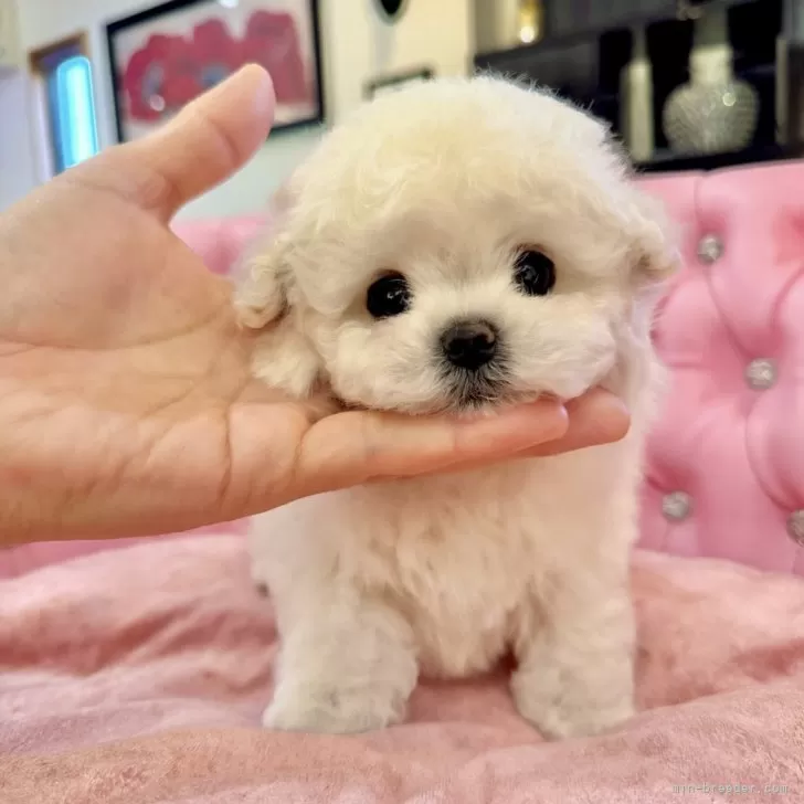 ID:2412-07357の子犬