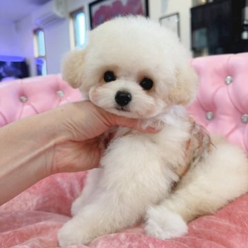 タイニープードル【茨城県・男の子・2025年3月1日・クリーム】の写真「✨激カワモコモコクマさんタイプ✨」