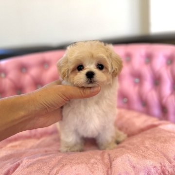 マルプー(トイプードル×マルチーズ)【茨城県・女の子・2024年9月28日・アプリコット】の写真「元気いっぱいマルプーちゃん❣️」