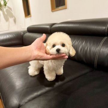 ミックス(ビションフリーゼ×トイプードル)【茨城県・男の子・2025年7月25日・クリーム】の写真「✨まんまるモコモコ短足ビションプー✨」