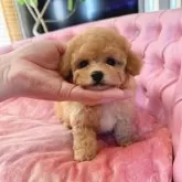 ティーカッププードル