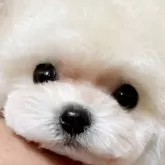 ティーカッププードル